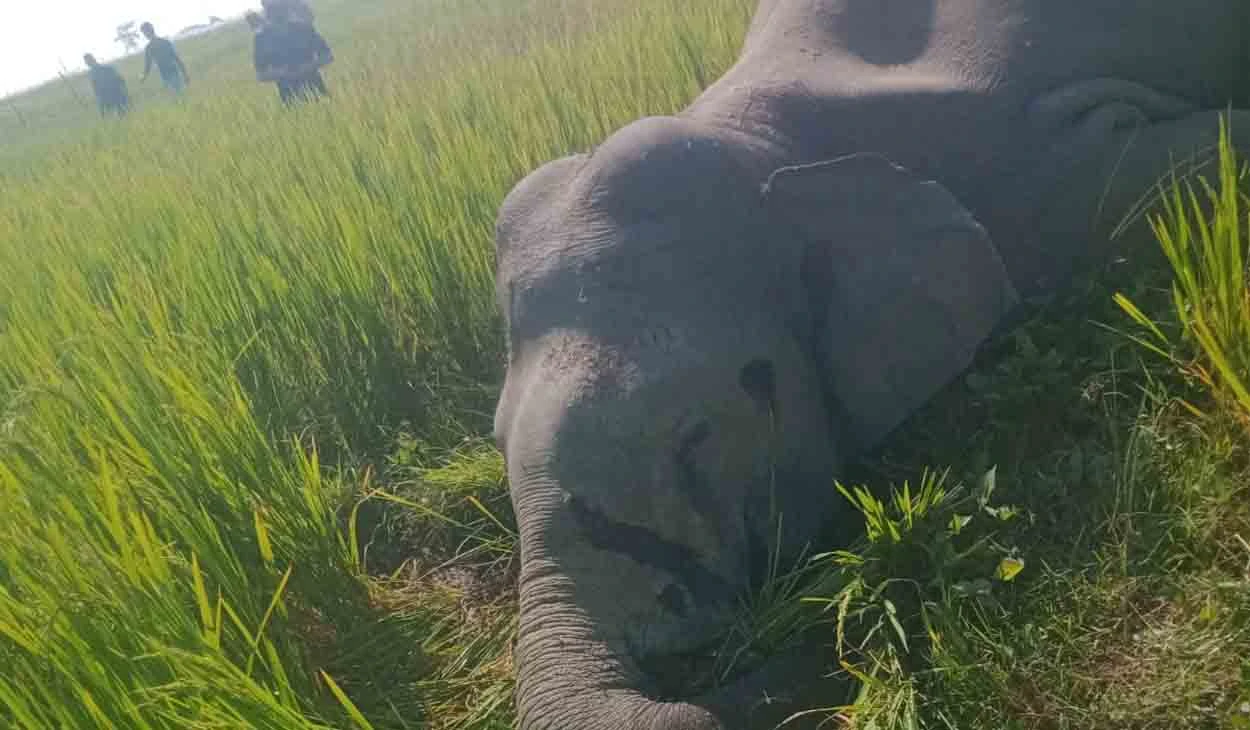 उदयपुरमा ‘सानो दारे’ हात्ती मृत फेला