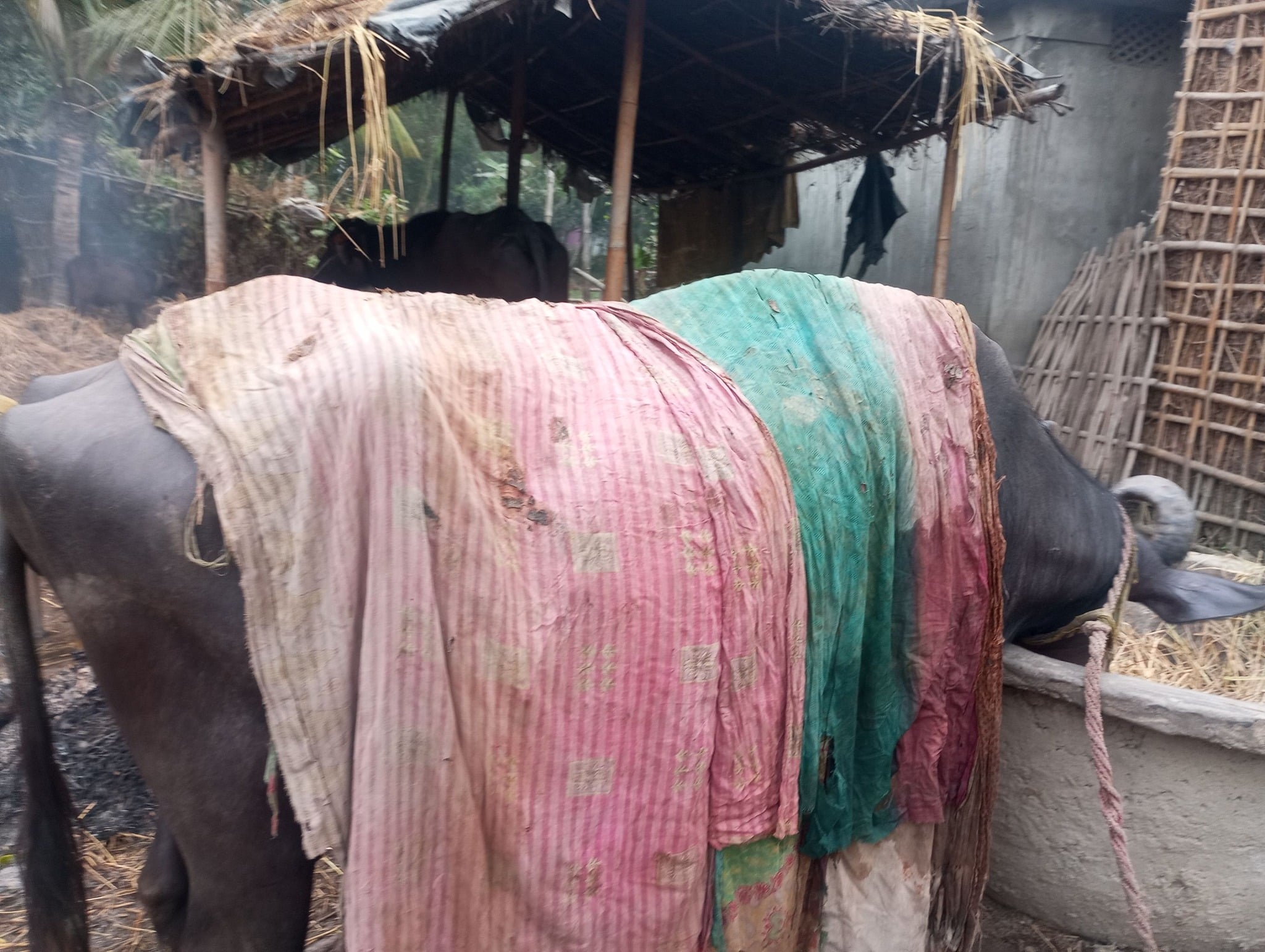 हुस्सुसंगै शितलहर चल्न थालेपछि पूर्वी तराईको जनजिवन प्रभावित