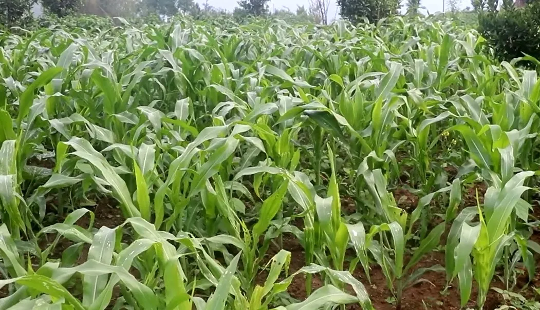 मकैमा फौजी किराको समस्या देखिएपछि भोजपुरका किसान चिन्तित