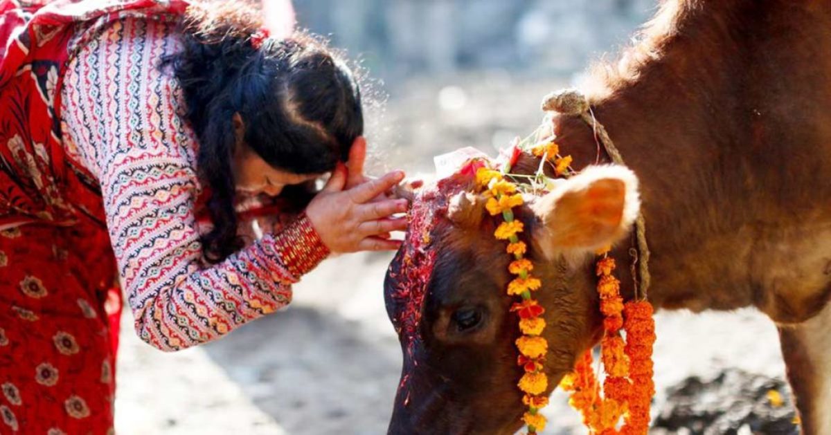 गाई र गोरु पूजा: समृद्धि, कृतज्ञता र प्रकृतिप्रतिको सम्मान