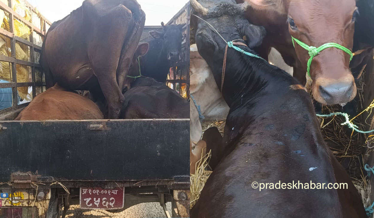पूर्वी मोरङमा गाईगोरु तस्करीको जालो : प्रहरीको ‘मौन सहमति’मा सीमापार धन्दा