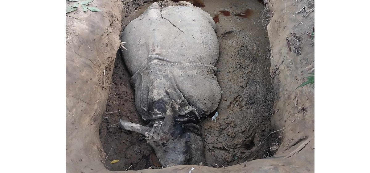 धापमा भासिएर गैँडाको मृत्यु