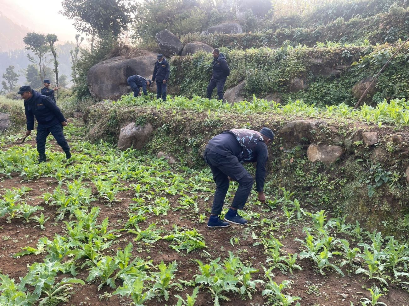 मकवानपुरमा ठुलो क्षेत्रफलमा लगाइएको गाँजा र अफिम खेती नष्ट