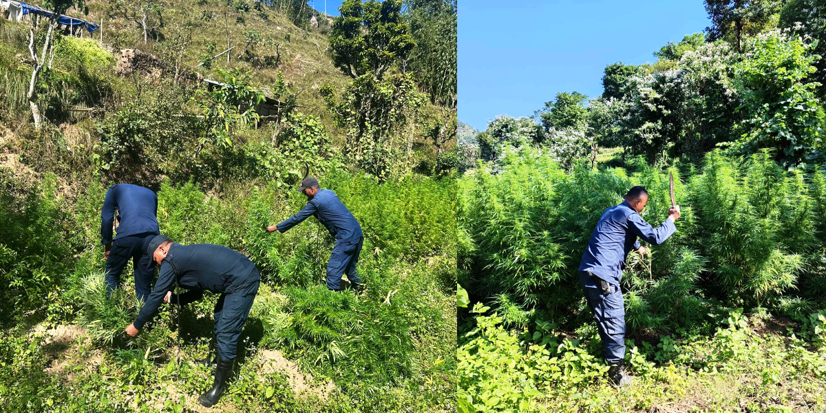 भोजपुरमा ९ रोपनी क्षेत्रफलमा लगाएको अवैध गाँजा खेती फडानी गरी नष्ट