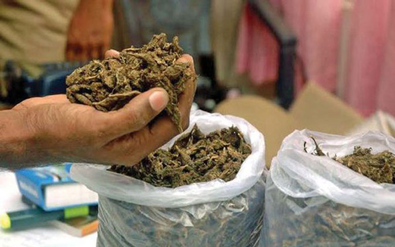 ‘पिकअपभ्यान’सहित १७६ किलो गाँजा बरामद