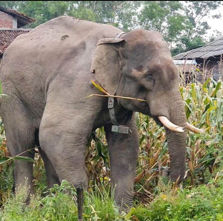 हात्ती परिचालन गरेर बाघको खोजी