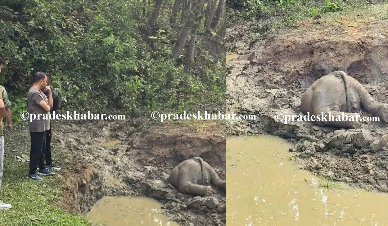 बराहक्षेत्रमा जंगली हात्तीको बच्चा मृत फेला