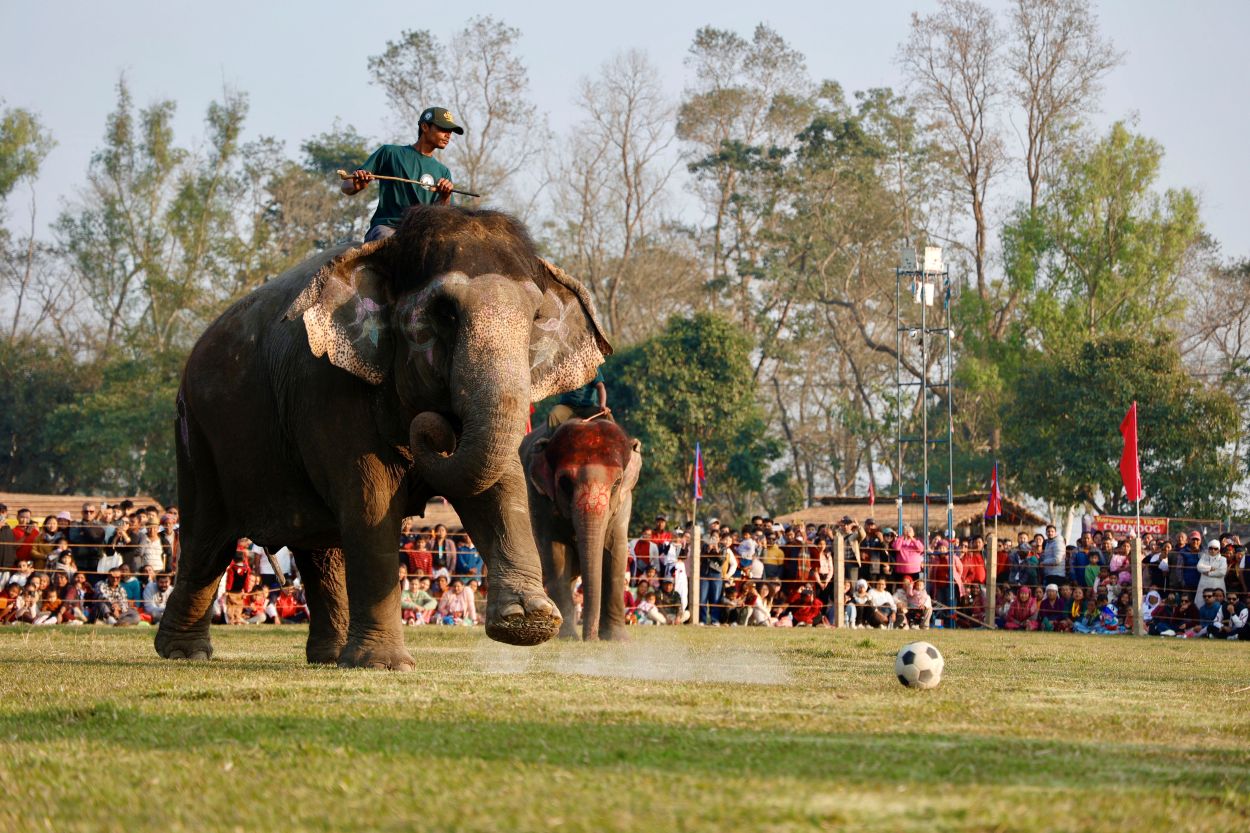 तस्विरमा हेर्नुहोस् चितवन हात्ती महोत्सव