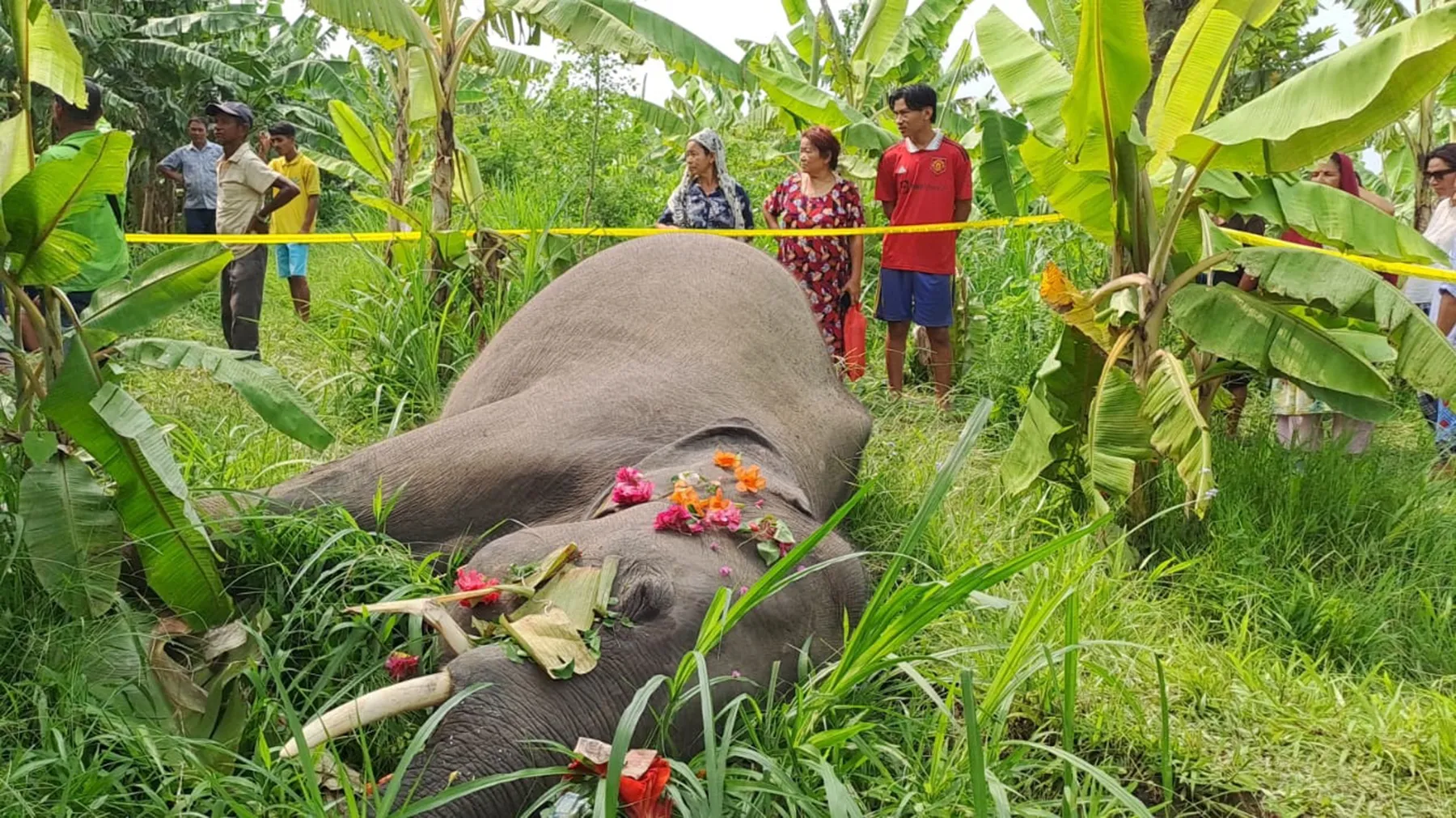 बराहक्षेत्रमा जंगली हात्ती मृत फेला