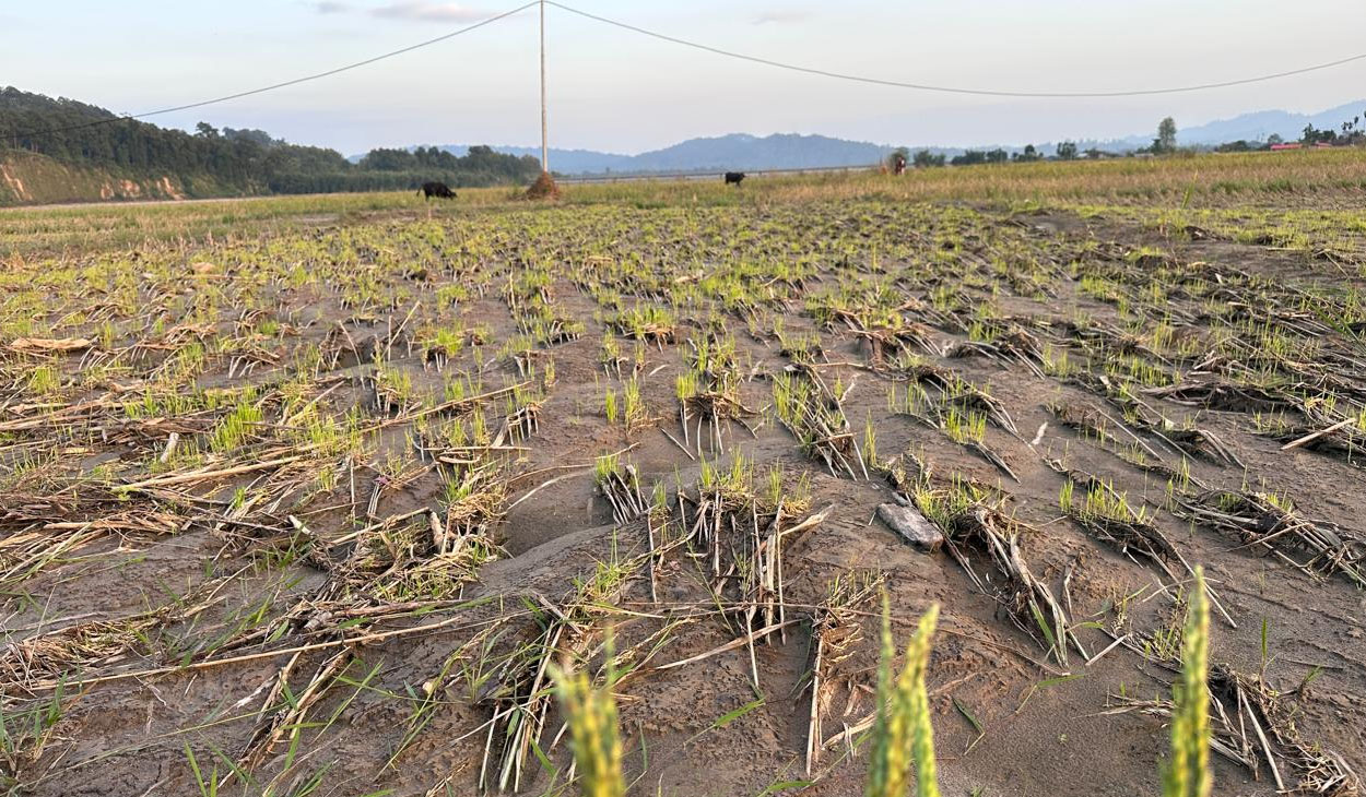 इलाममा बाढीले १३ हजार ५ सय रोपनी धानबारी बगायो