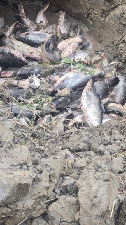 अत्यधिक चिसोले पोखरीमै मर्न थाले माछा