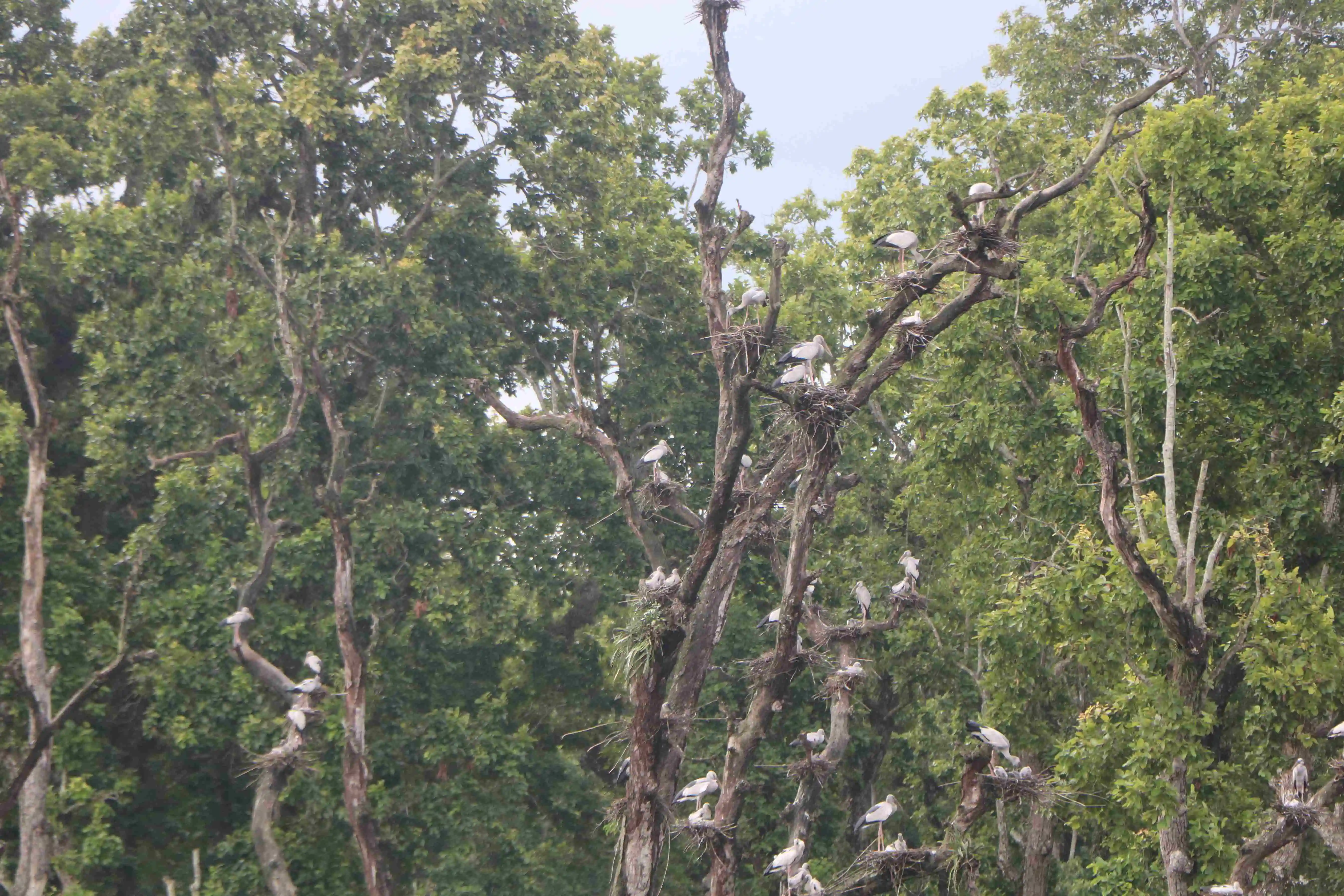घुँगीफोर गरुडको प्रजनन केन्द्र बन्दै चितवनको बाटुलीपोखरी