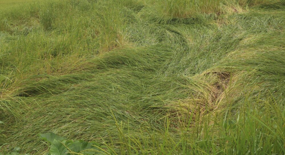 भोजपुरमा वर्षाले बाला लाग्ने लागेको धानबालीमा क्षति