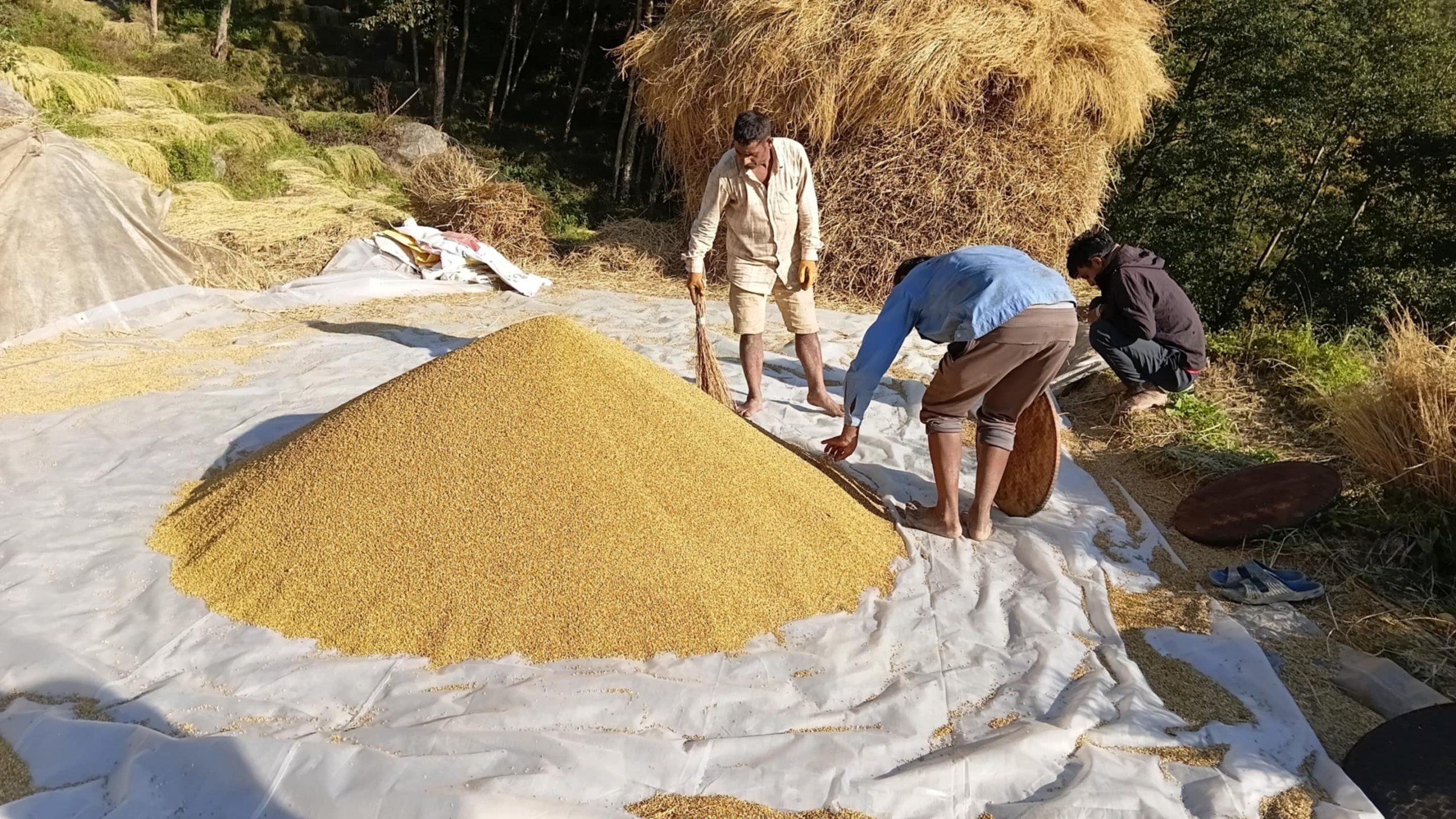 अनियमित मौसमको असरः भोजपुरमा यसवर्ष धान उत्पादन घट्यो