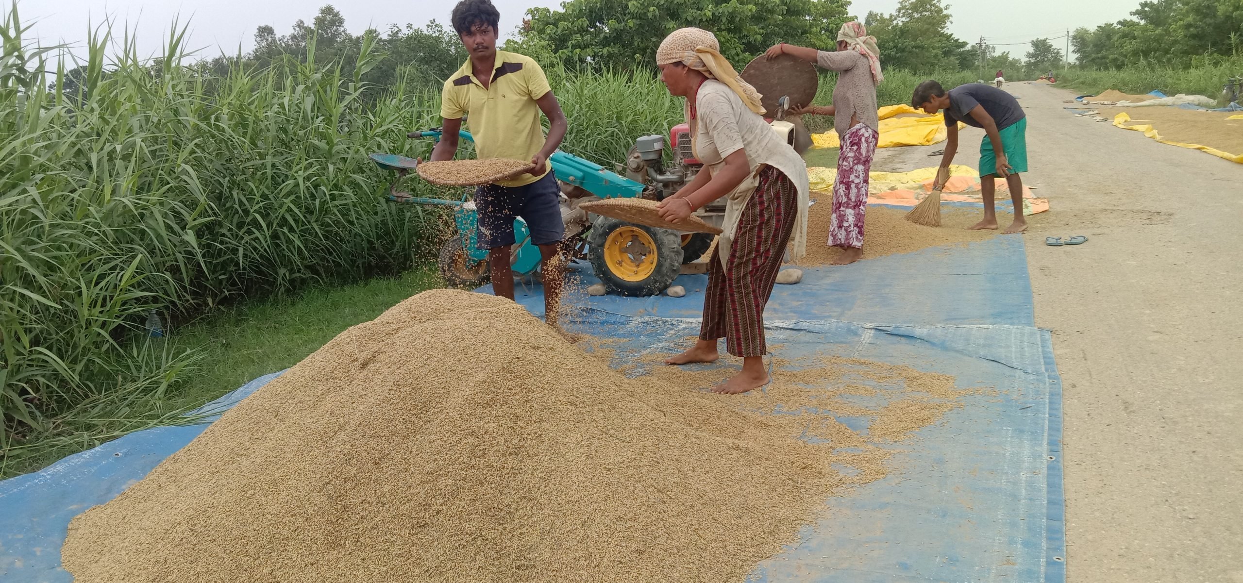 कैलालीको भजनीमा किसानको चैत धान बिक्री संकट, बजार अभाव र मूल्य घट्दो