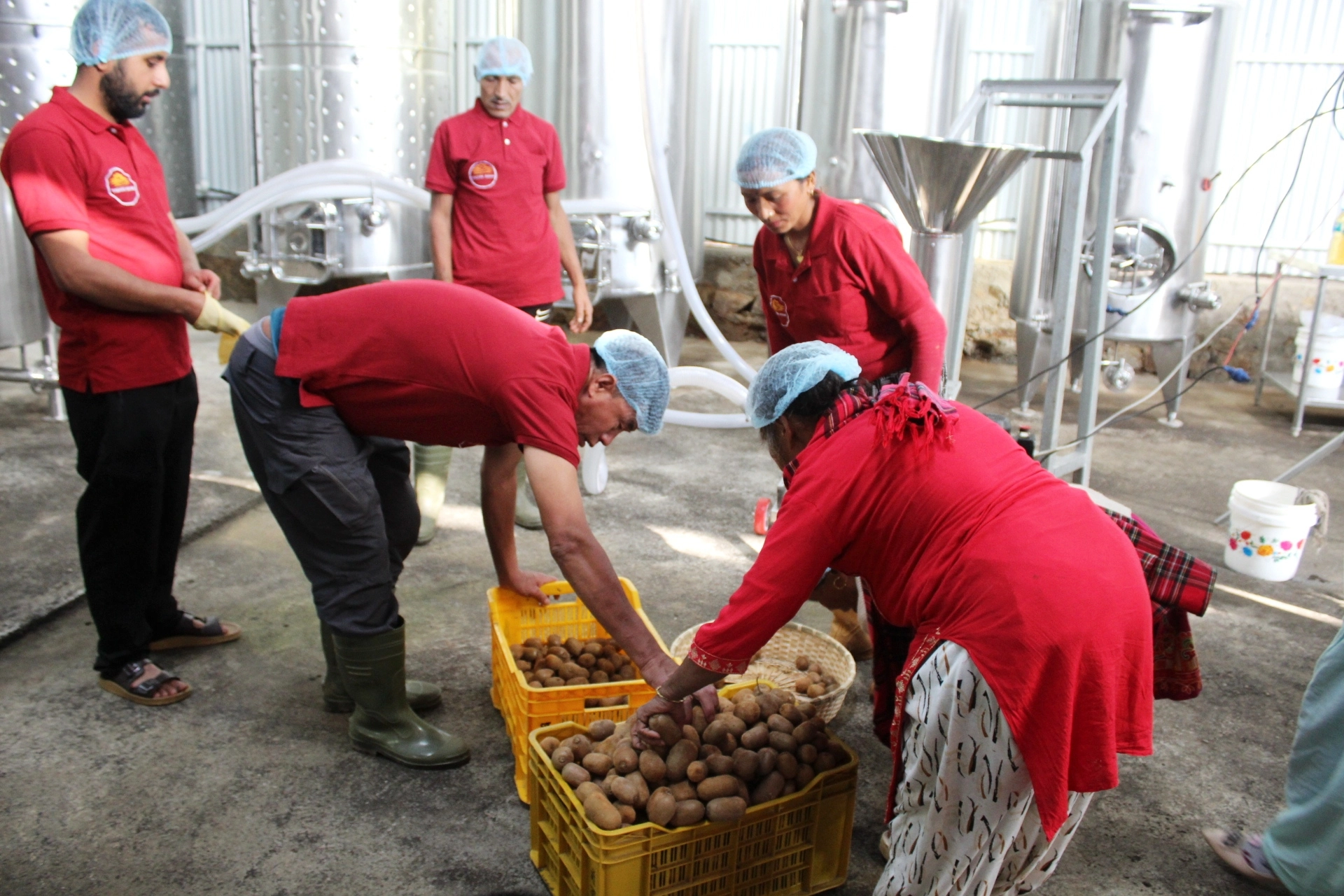 धनकुटामा गाउँमै उद्योग स्थापना भएपछि किबी उत्पादन गर्ने किसानलाई राहत