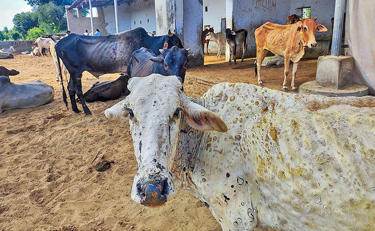 मधेस प्रदेशमा लम्पीस्किनको सङ्क्रमणबाट १७०० पशु मरे