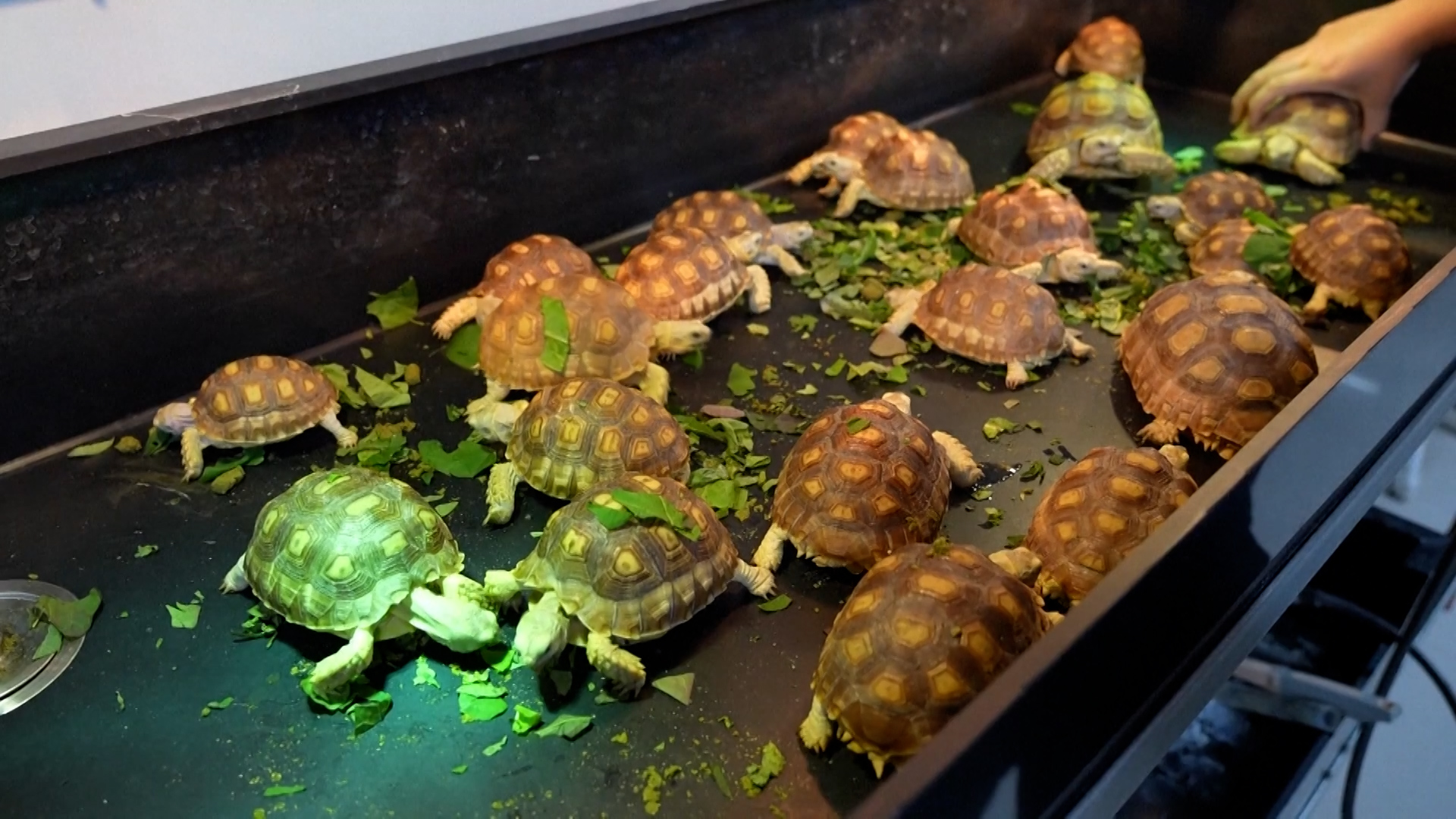 चीनमा छेपारोदेखि कछुवा र रंगीन सुगा पाल्नेहरुको संख्या बढ्यो