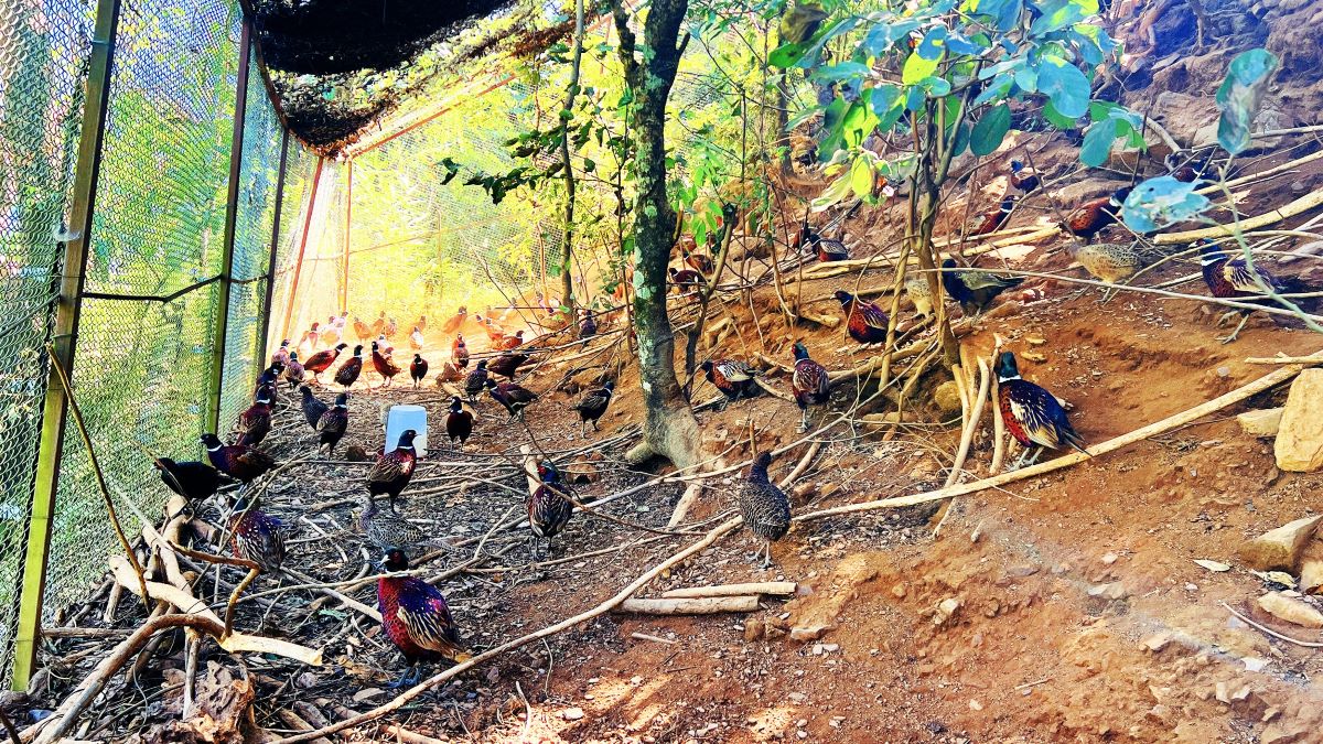 कँडेलको चरापाल्ने रहर : वनकुखुरा पालनमा ५० लाख लगानी