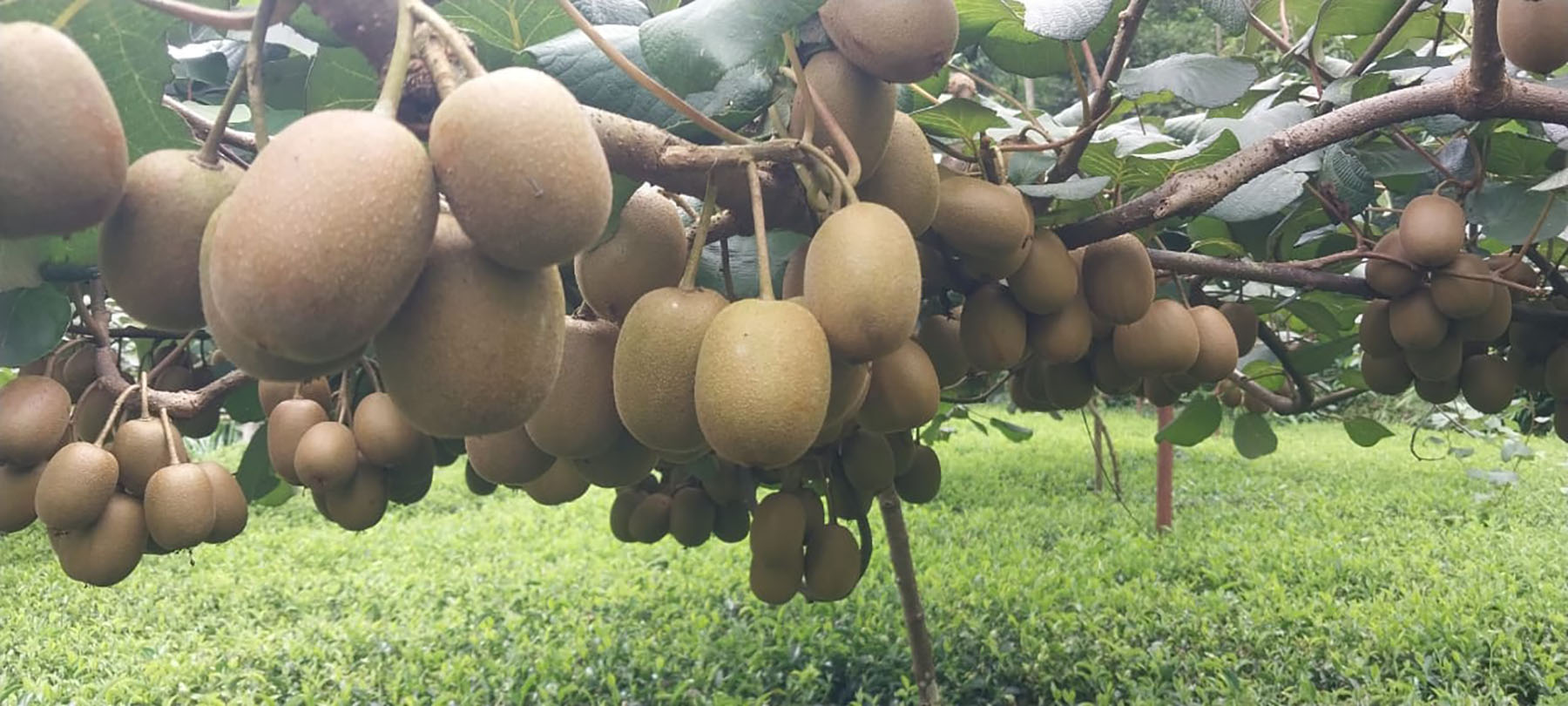इलाममा  किबीको फल उत्पादन सुरु