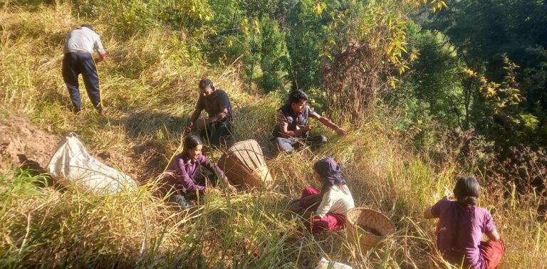 भोजपुरका किसान कोदो थन्क्याउन व्यस्त