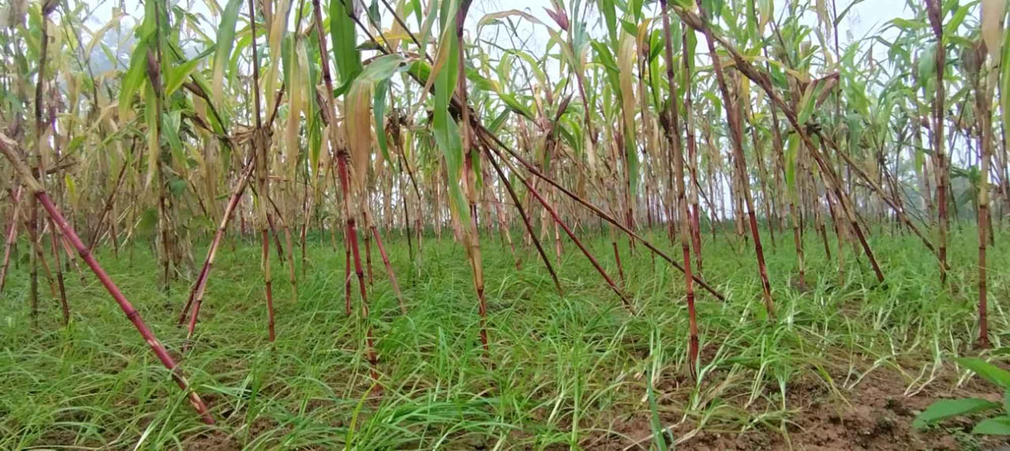 बहुगुणी अन्न 'कोदो' को खेती गर्न किसानको अरुची