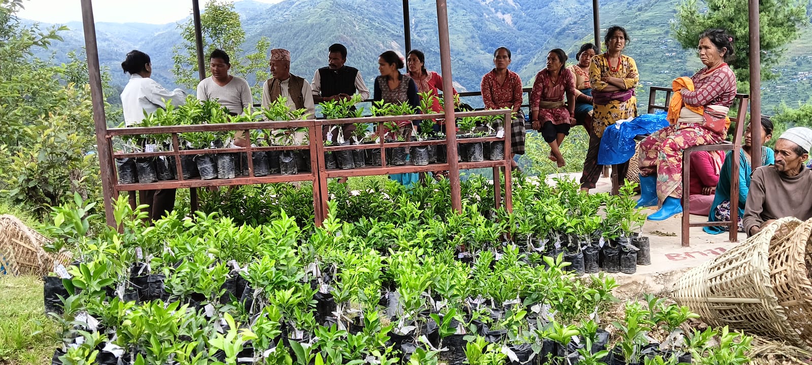 किसानलाई सुन्तलाका बिरुवा :  महिलाहरूलाई आयआर्जनमा सहज