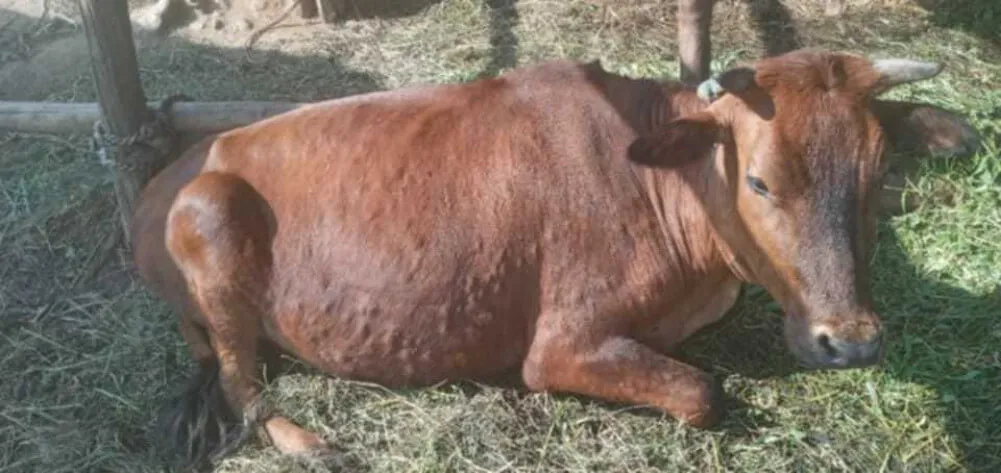 भोजपुरका पशु चौपायामा लम्पी स्किनको सङ्क्रमण बढ्दै