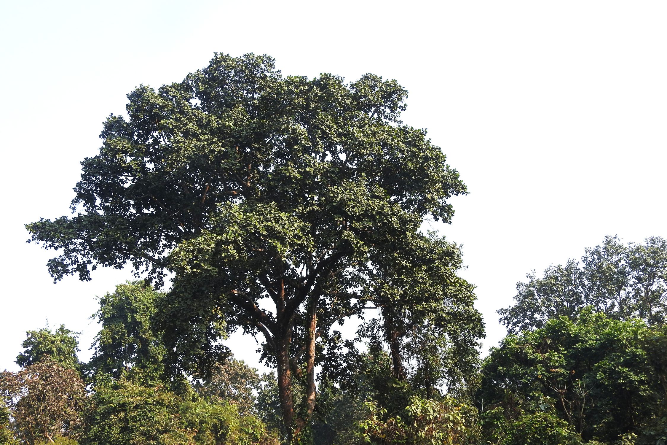 झापाको जलथलमा मासिँदै दुर्लभ जैविक सम्पदा