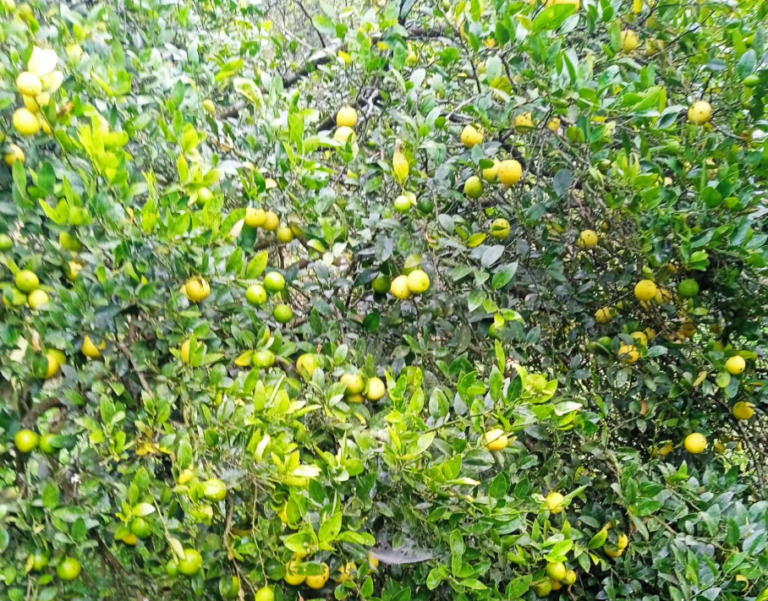 कागती बिक्री नभएपछि रस र चुक बनाइँदै