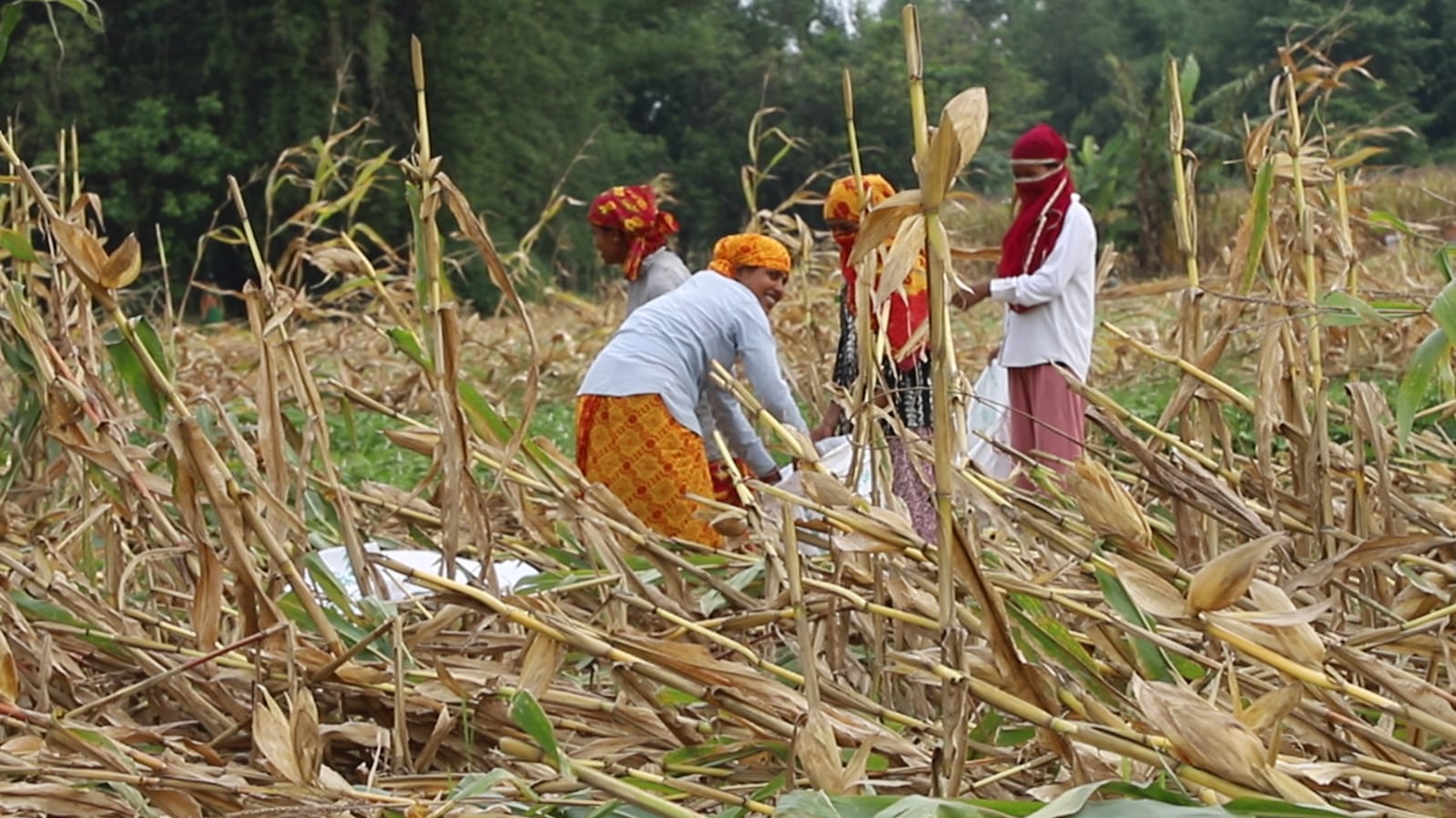 खेतभरि मकै, किसानको मनभरि चिन्ता