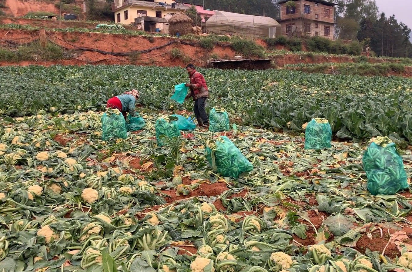 काउलीले बजार पाउँदा मण्डनका किसान उत्साहित