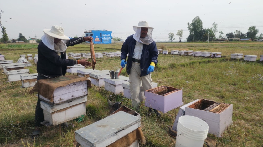 चिसो बढ्यो, मर्न थाले मौरी