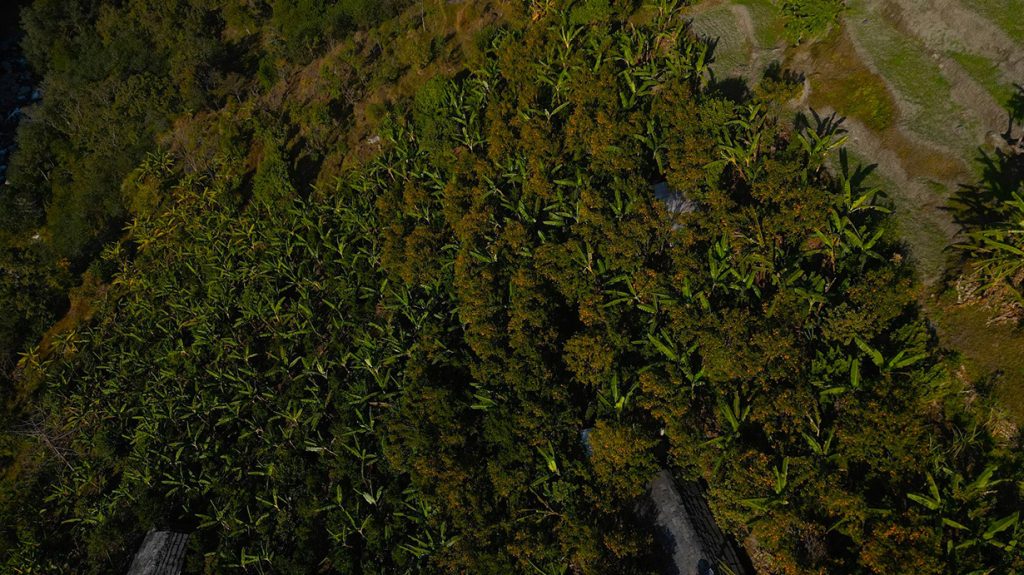 बिलाउनीको झाडी फाडेर सुन्तला बगान