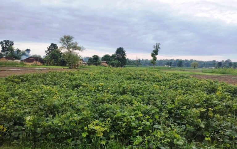 सरकारी जमिनमा व्यावसायिक मुङखेती