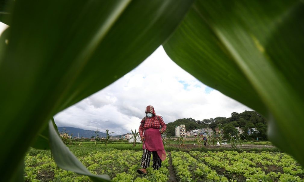 विषादीको प्रयोगले मानव स्वास्थ्यमा असर