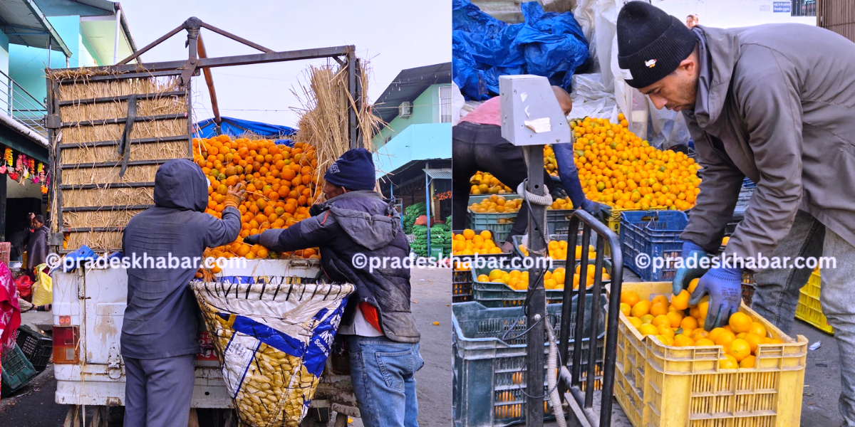धरानको कृषि बजारमा पूर्वी पहाडका रसिला सुन्तला (तस्बिरहरूसहित)