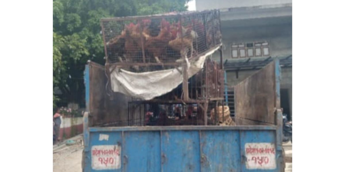 धरानमा सडक तथा फुटपाथमा लोकल कुखुरा बिक्री वितरणमा रोक