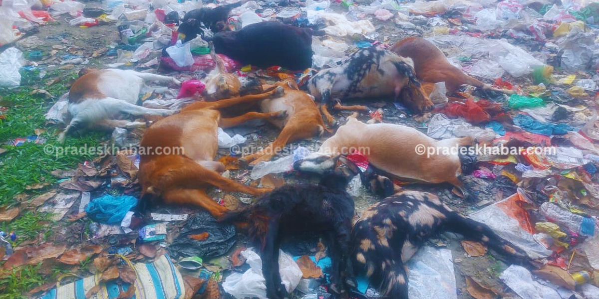कानेपोखरीको सामुदायिक वनमा १३ वटा बाख्रा मरेको अवस्थामा फेला