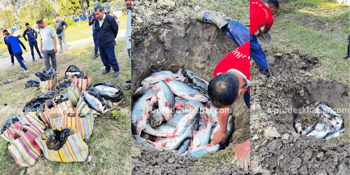 झापामा भन्सार छलेर ल्याइएको ४१७ किलो माछा प्रहरीद्धारा नष्ट