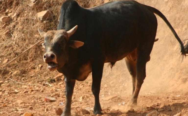 खोटाङमा गोरुले हान्दा ३२ वर्षीय सजेन्द्रको मृत्यु