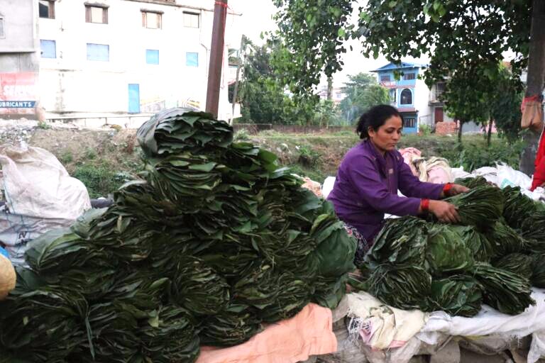 सालको पात बेचेर चाडपर्वको खर्च जुटाउदैँ इटहरीकी कृष्णकुमारी