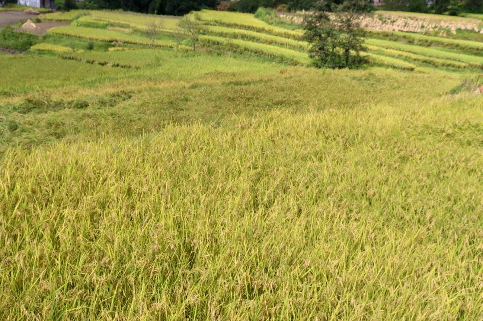 धानको बाला झुल्यो खेतैमा...(तस्बिरहरू)