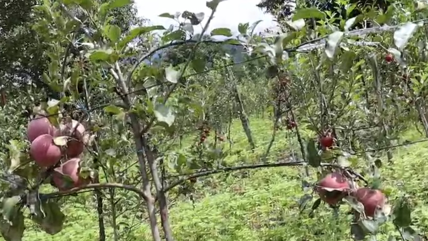 स्याउमा रोग लाग्दा किसान चिन्तित