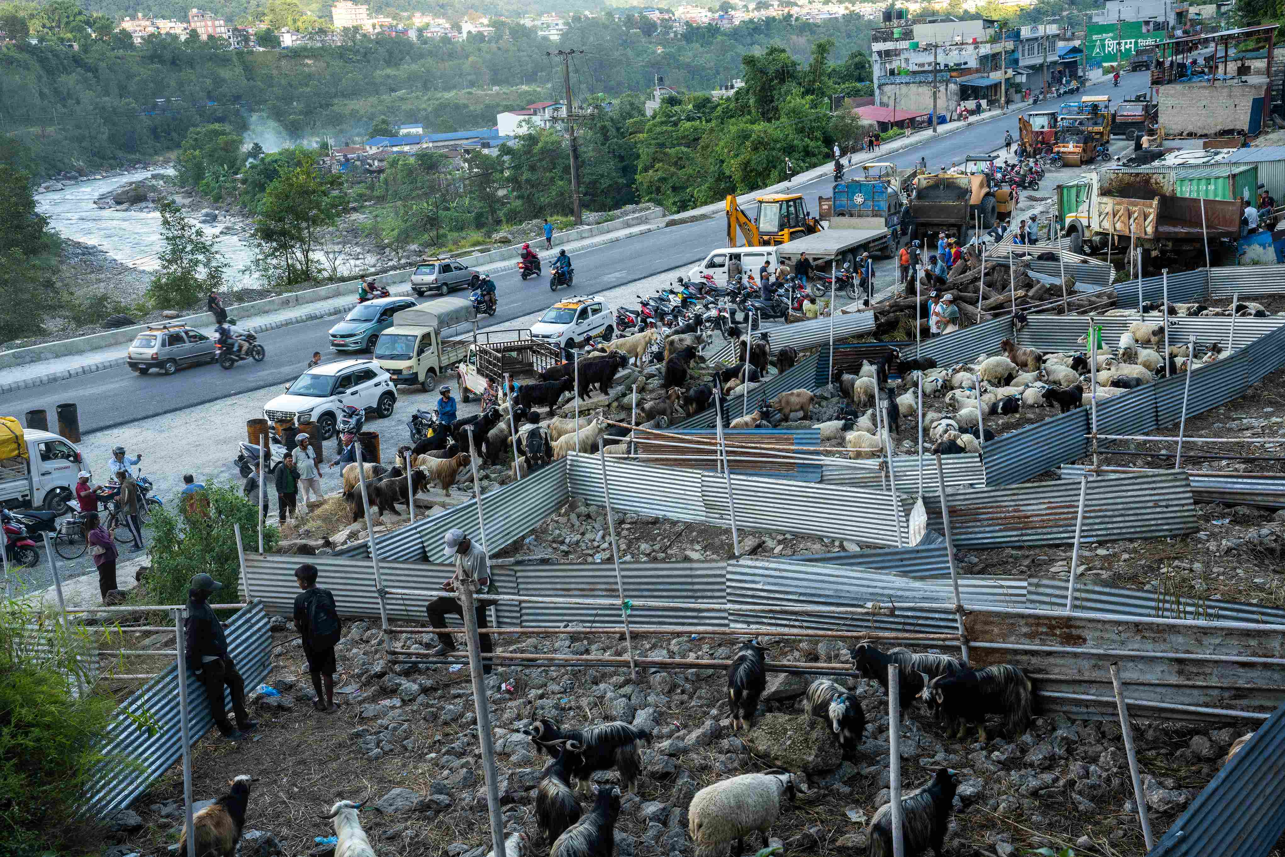 पोखरामा दशैंको लहर: मुस्ताङदेखी च्याङ्ग्रा भित्र्याइँदै (फोटोफिचर)