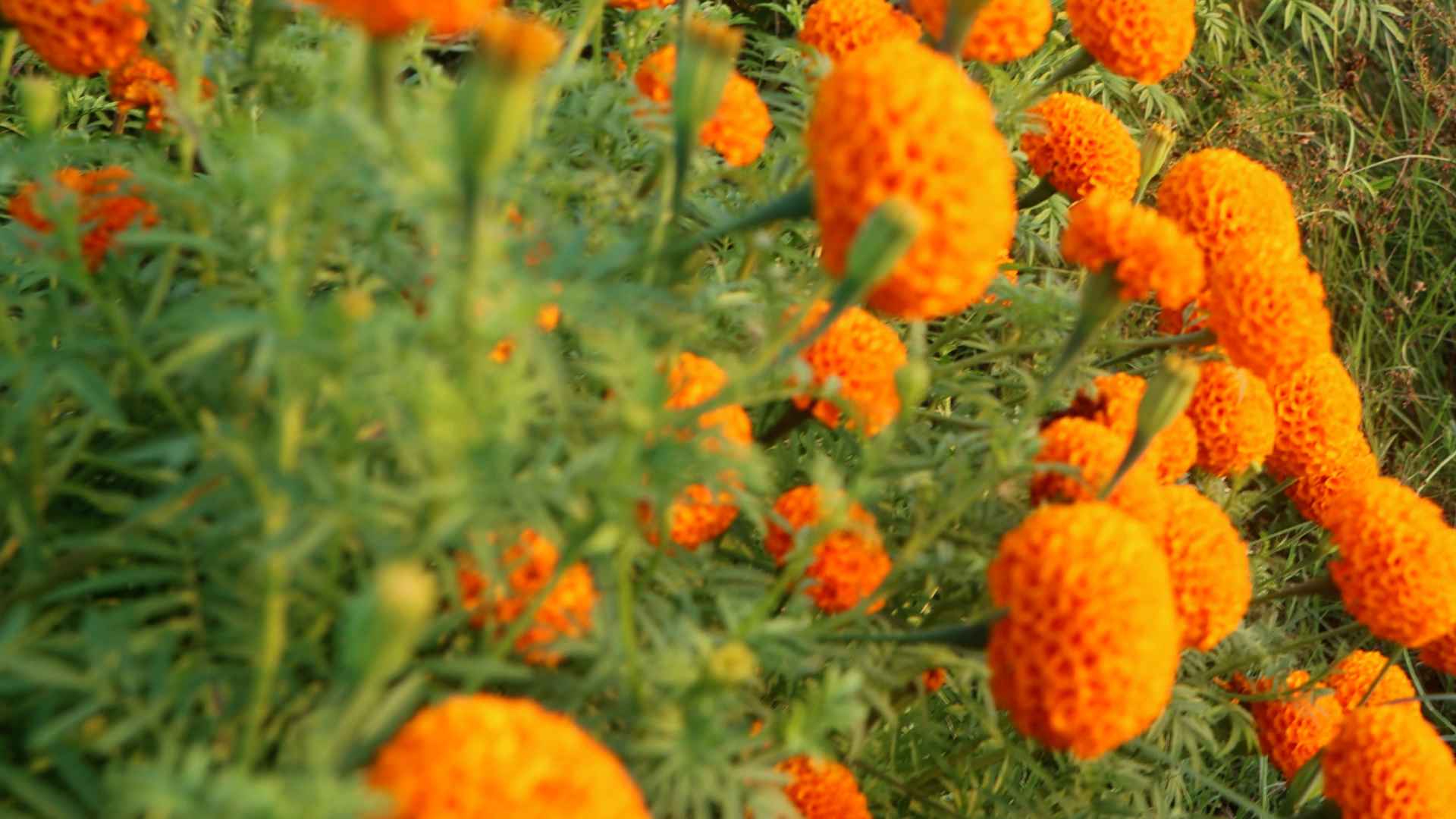 Photo (12) (23)_11zon