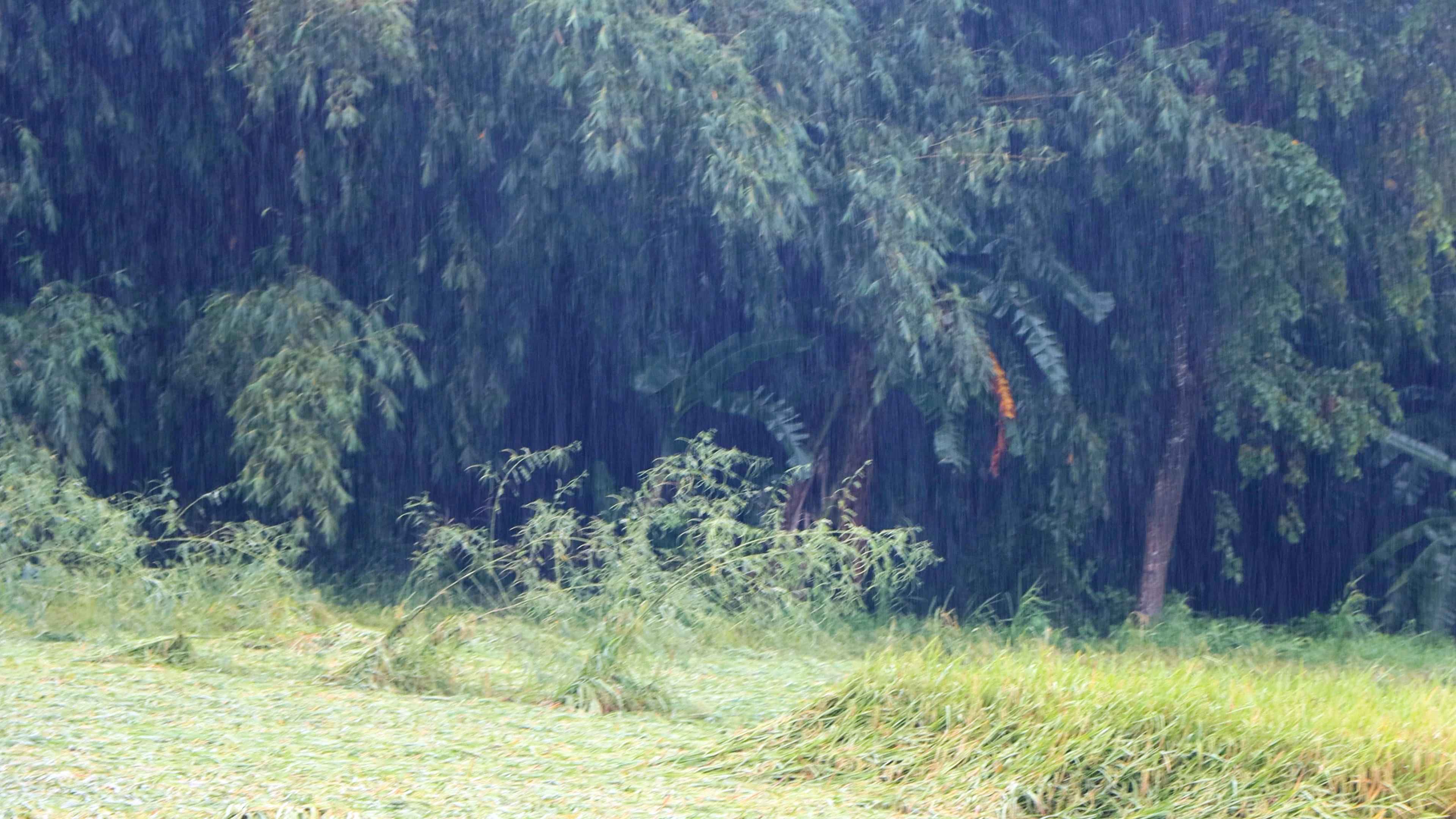 बेमौसमी वर्षाले कोशी प्रदेशको जनजीवन प्रभावित, किसान मारमा