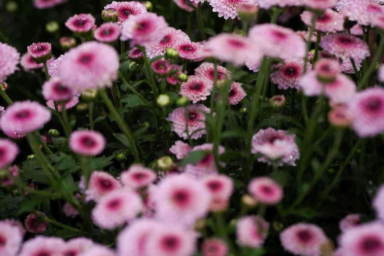 Photo (23) (13)_11zon