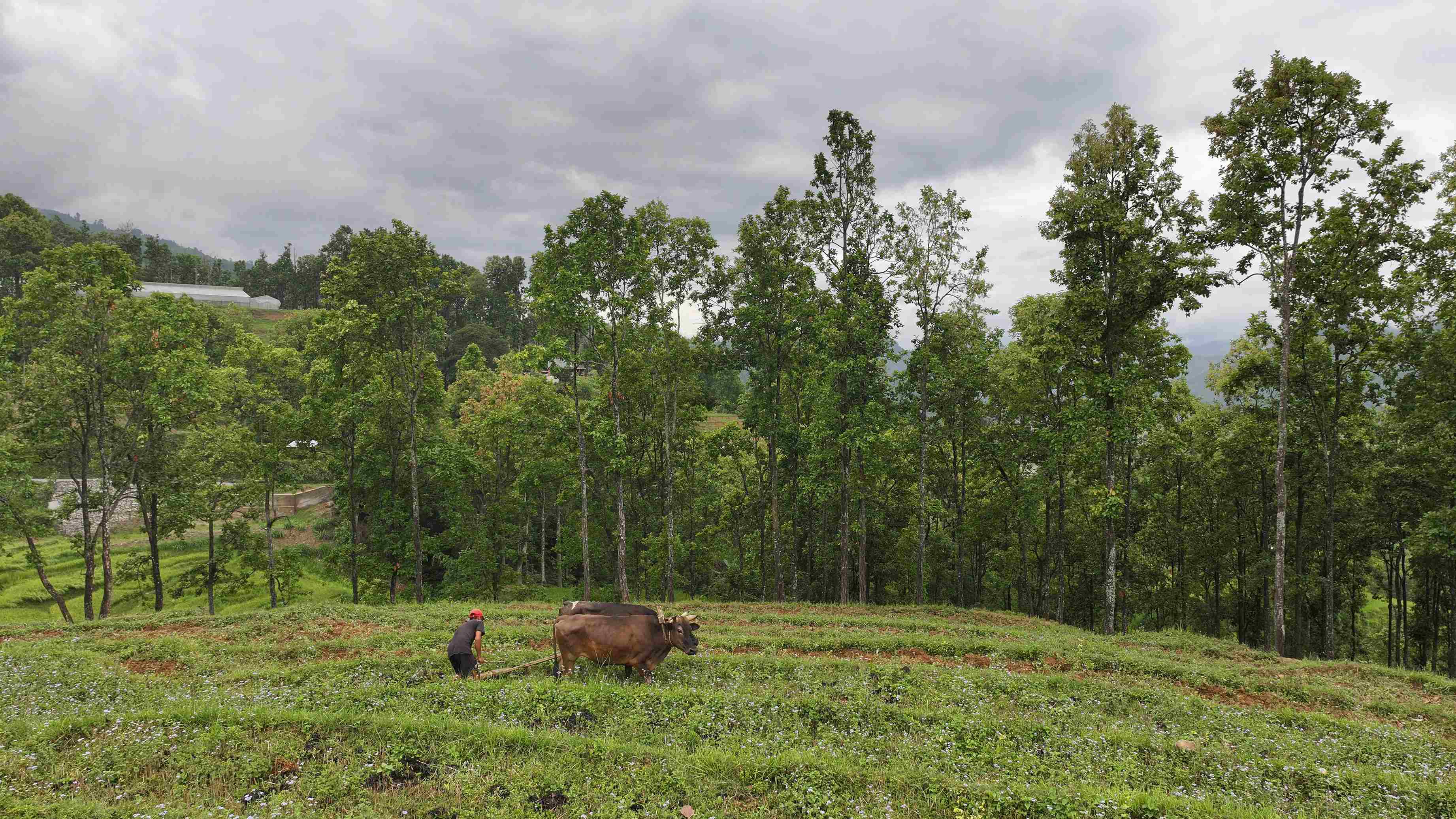 रोपाइँको तयारीमा नुवाकोट छहरेका किसानहरु (फोटो फिचर)