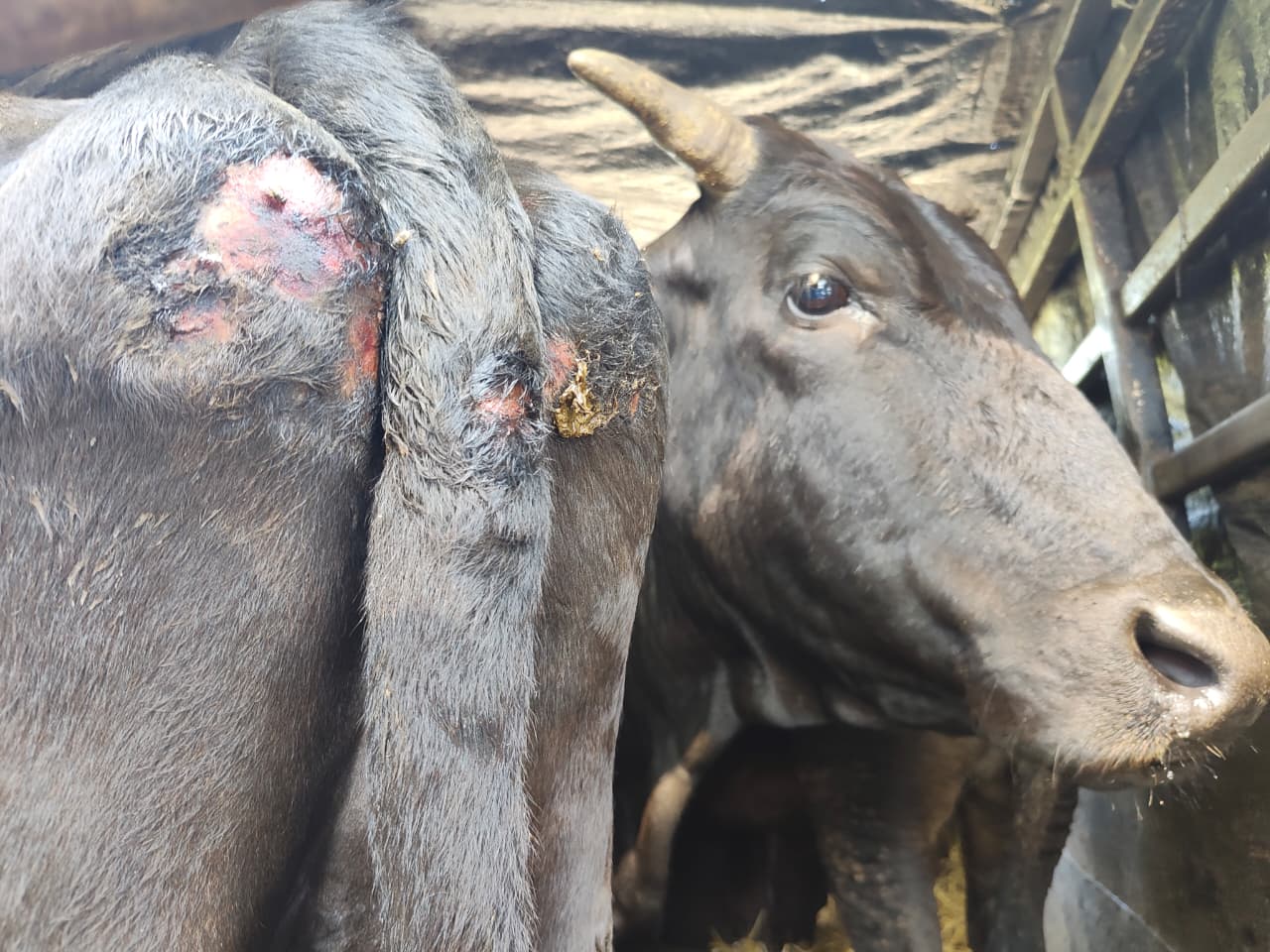 गाई–गोरु तस्कर नियन्त्रणमा, दुई गाडीबाट ११ पशु बरामद